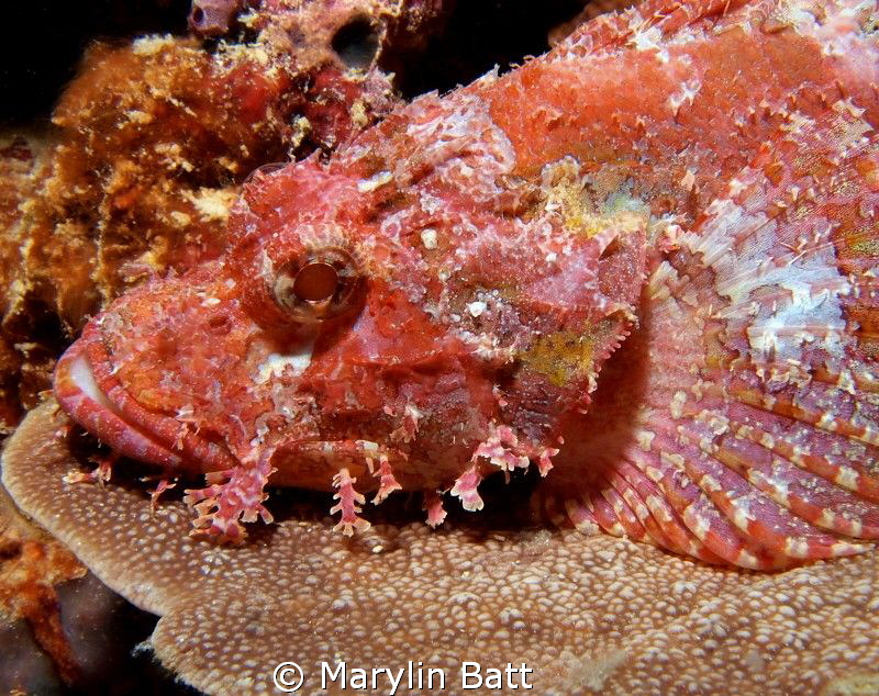 Red Scorpion Fish by Marylin Batt 