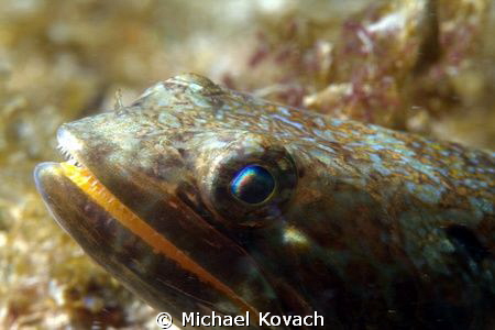 Sand Diver waiting patiently on the Big Coral Knoll off t... by Michael Kovach 