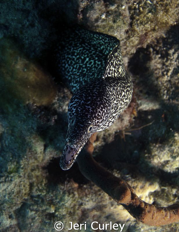 Spotted Moray coming out to greet me! by Jeri Curley 