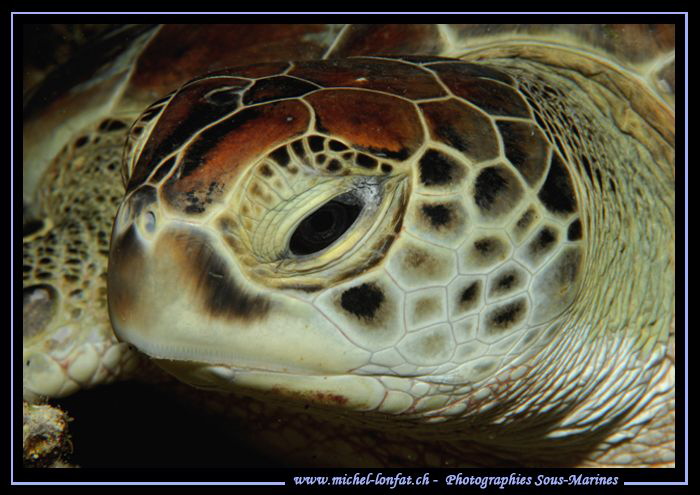 The look of a Turtle... :O)... by Michel Lonfat 
