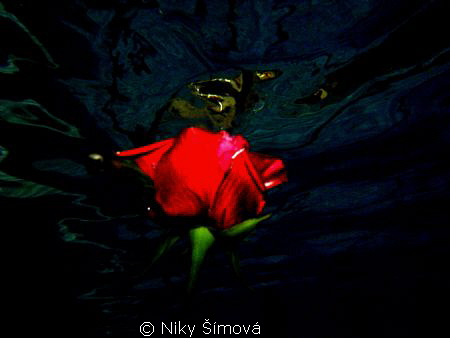 Red rose in swimming poll by Niky Šímová 