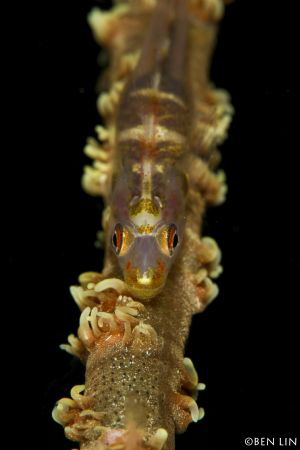 whip coral goby by Ben Lin 
