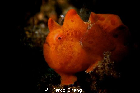 frogfish with shine eyes by Marco Chang 