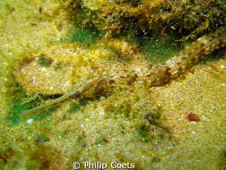 Long-snouted Pipefish taken at Angie's Reef, Mossel Bay, ... by Philip Goets 