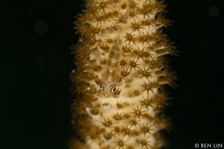 Whip Coral Goby by Ben Lin 