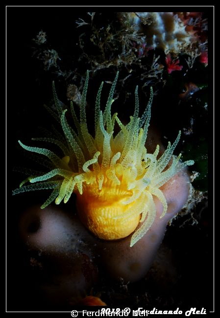 Individual coral (Leptopsammia pruvoti) by Ferdinando Meli 
