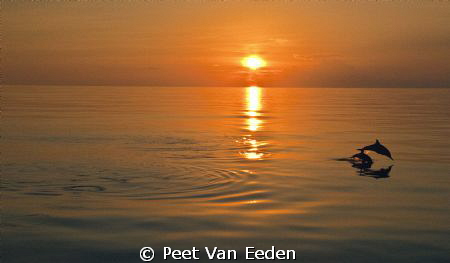 Sunset dolphins by Peet Van Eeden 