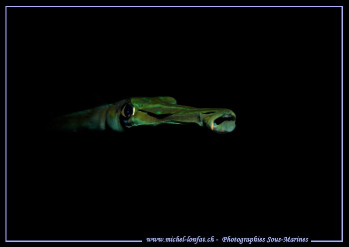 Night Dive... :O)... by Michel Lonfat 