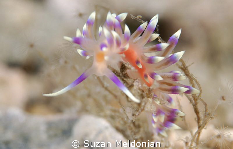 Flabellina Marcosum took four years to finally find this ... by Suzan Meldonian 