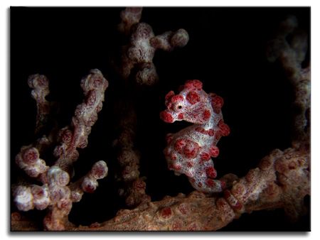 Pygmy Sea Horse from Sabang Beach, Philippines by Libor Spacek 