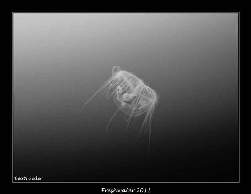 Freshwater jelly fish , smaller than 1/2 inch by Beate Seiler 