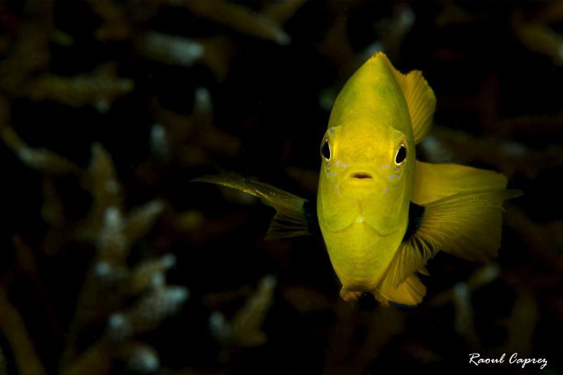 Small yellow face to face by Raoul Caprez 