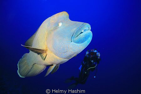 napolion of elphinstone reef ! by Helmy Hashim 