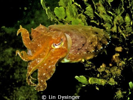 A friendly cuttle fish by Lin Dysinger 