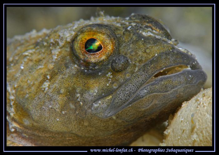 The eye of a resting Bullhead, freshwater sculpin... ;O)... by Michel Lonfat 