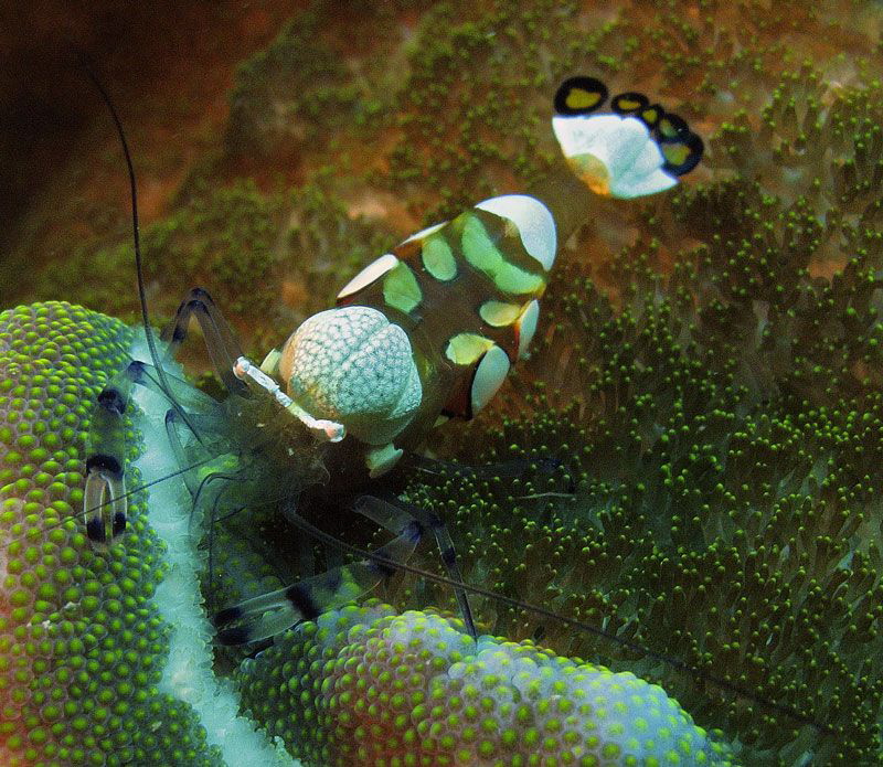White spotted commensal shrimp
Sulawesi, Prince John hou... by Chris Krambeck 