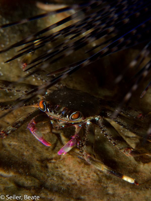 Crab in the surge by Beate Seiler 