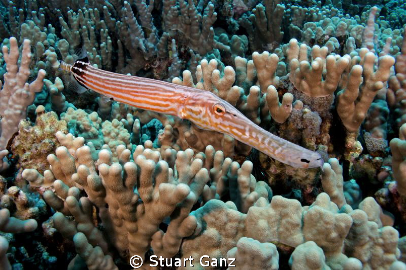Trumpet fish hunting in the coral. by Stuart Ganz 