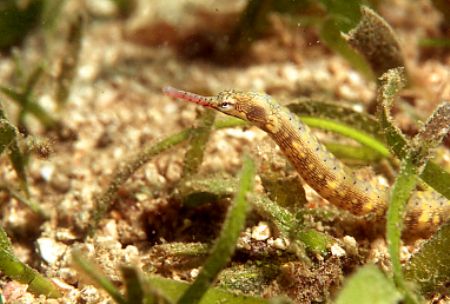 Pipe fish seen on a muck dive off Lion Island, Coral Sea,... by Jerry Hamberg 