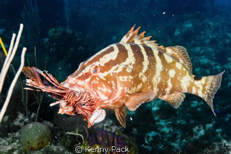 The Lionfish epidemic is starting to meet its demise than... by Kenny Pack 