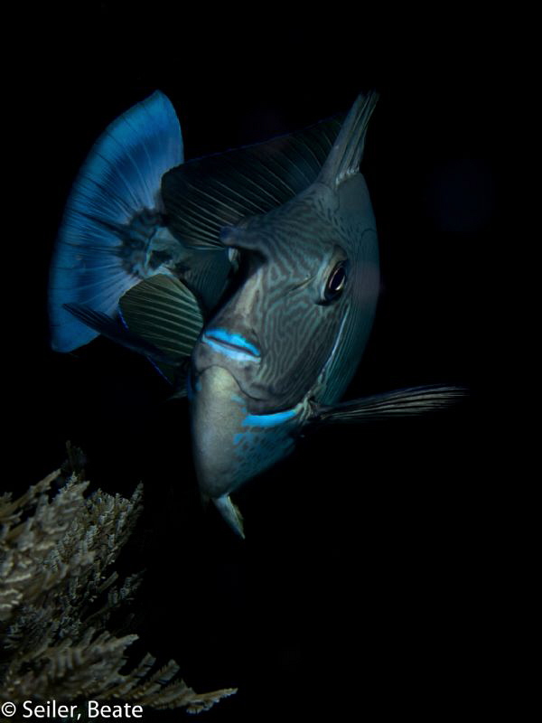 Out of the dark, nightdive at the Alam Batu housereef by Beate Seiler 