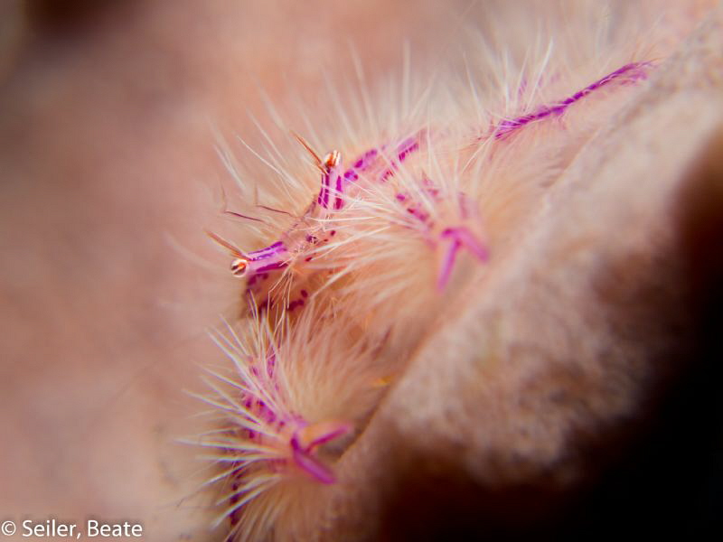 Hairy squat lobster by Beate Seiler 