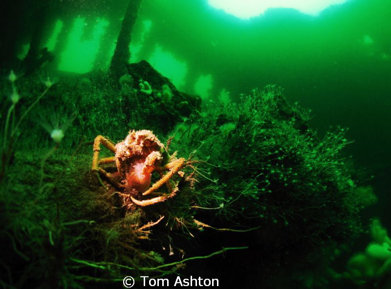 Spider crab inside the Thesis.
Snooted by Tom Ashton 