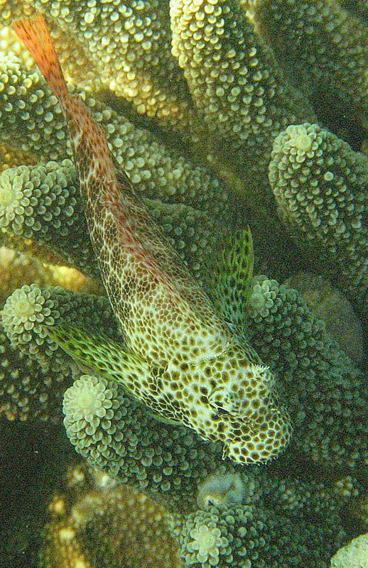 Mimicry.
Praslin, Bay Chevalier.
Canon Powershot S1 IS. by Chris Krambeck 