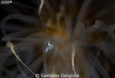 The small shrimp pictured is being stunned from the Alici... by Gaetano Gargiulo 