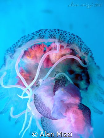 Jellyfish.  Sealife DC1200. by Alan Mizzi 