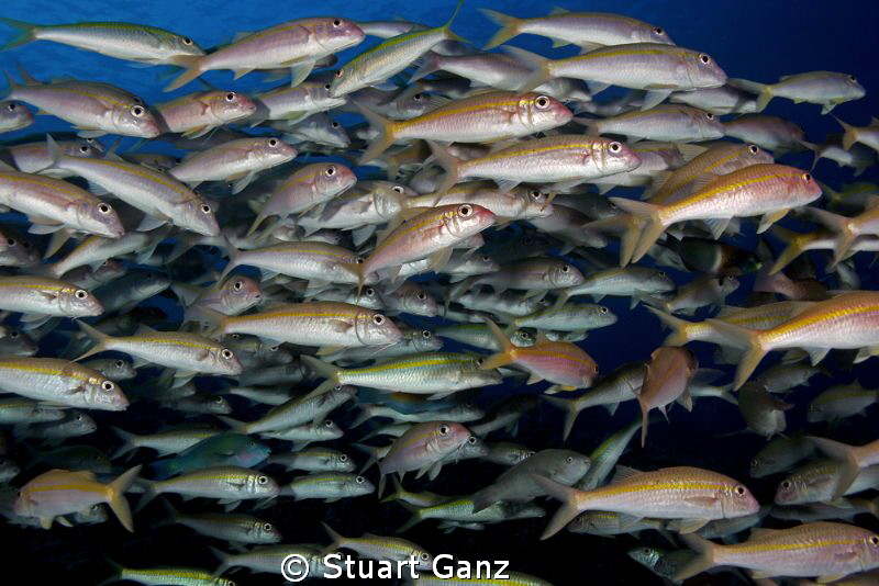 School of goat fish and a few other friends. by Stuart Ganz 