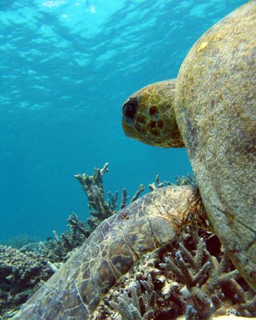 Big, old Green Turtle. Ningaloo Reef, Western Australia by Penny Murphy 
