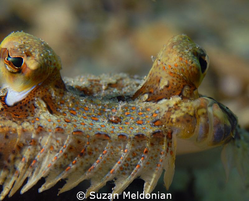 Flounder up front & personal! by Suzan Meldonian 