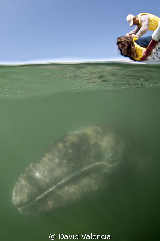 This is a gray whale in Lopez Mateos. If you haven't seen... by David Valencia 