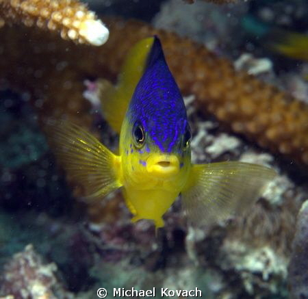 Juvenile Cocoa Damselfish warning me off its territory on... by Michael Kovach 