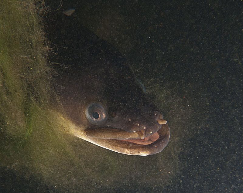 Eel portrait, Plussee.
Canon G10, 1x Inon UCL 165, S2000. by Chris Krambeck 