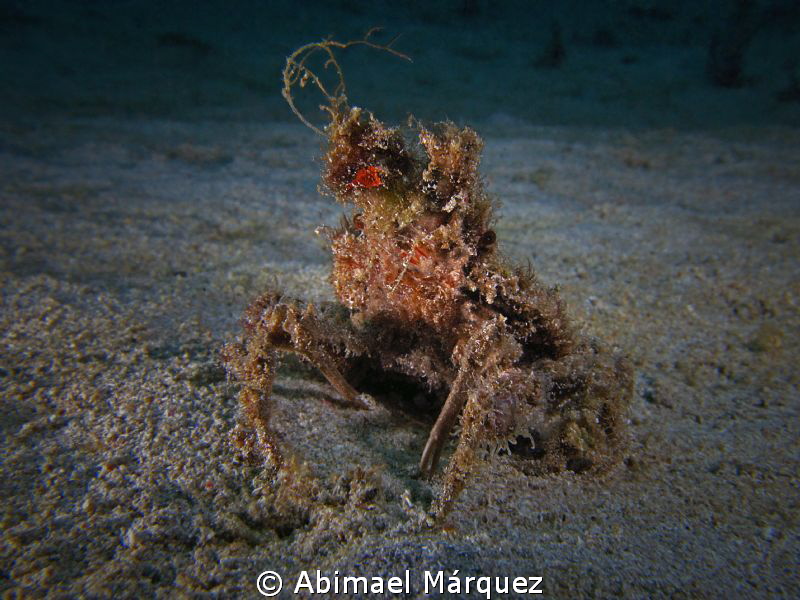 A Different Crab by Abimael Márquez 