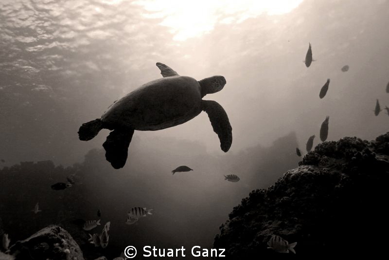 Hawaiian green sea turtle in Sepia. by Stuart Ganz 
