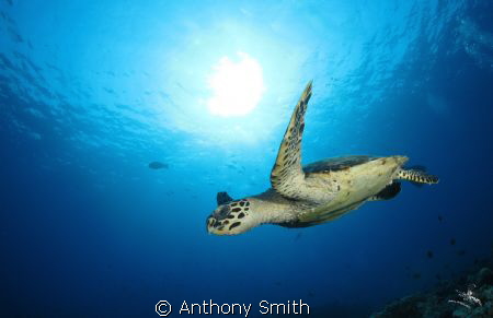 Flying Turtle by Anthony Smith 