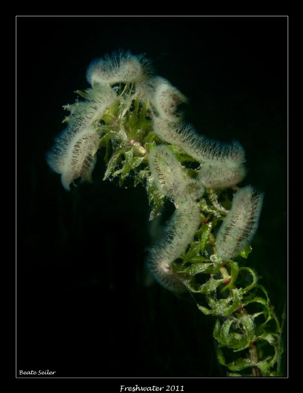 Bryozoans feeding on alge 
 by Beate Seiler 