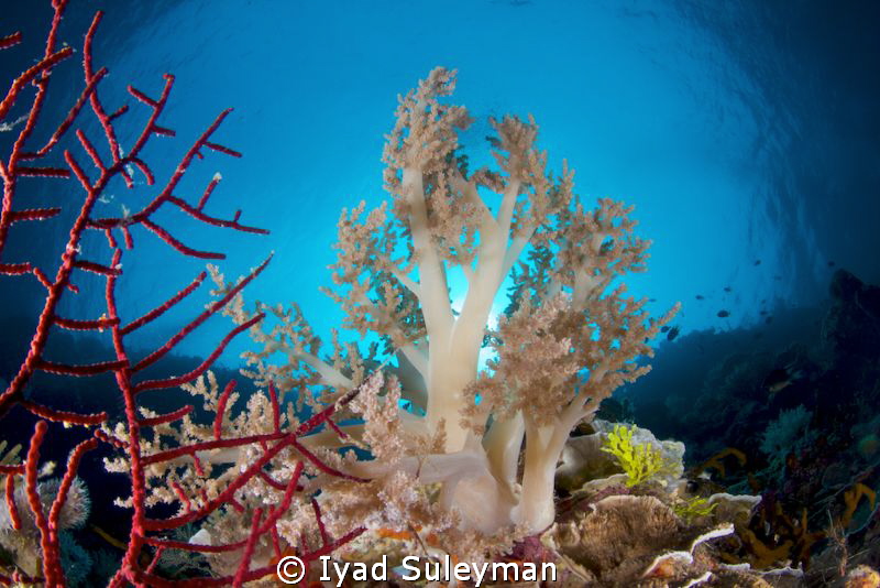 Soft coral tree in sunshine
 by Iyad Suleyman 