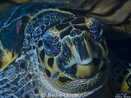 Turtle in relaxation !!
 by Nadia Chiesi 