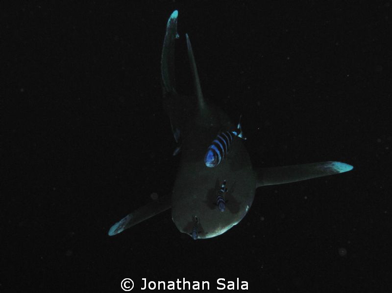 Oceanic White Typ Shark - Charcharinus Longimanus
I love... by Jonathan Sala 