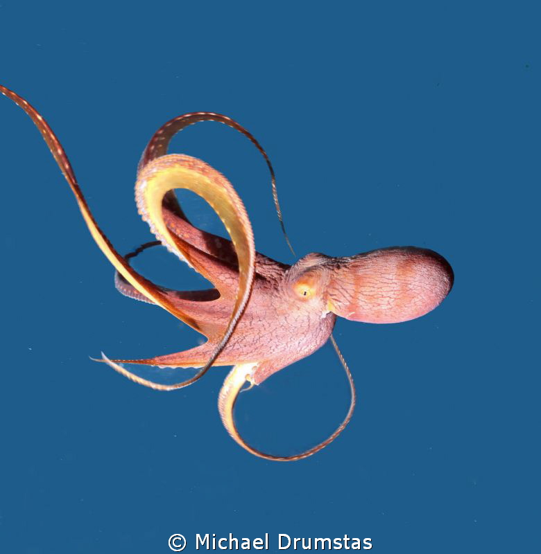 Octopus by Michael Drumstas 