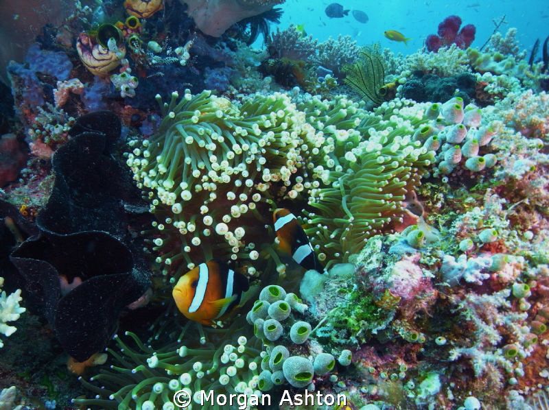 Reef scene in Raja Ampat. Sea and Sea DX-2G with wide-ang... by Morgan Ashton 