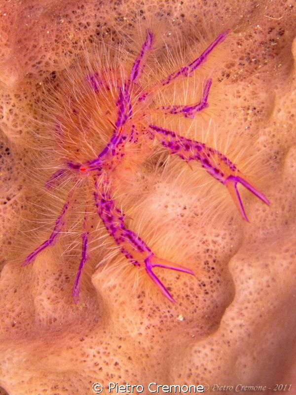 hairy squat lobster by Pietro Cremone 