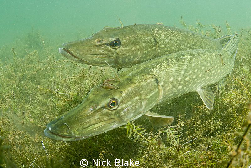 A couple of Pike in a mating courtship at Wraysbury Lake by Nick Blake 