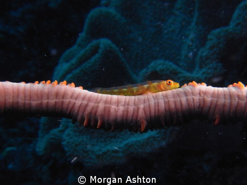 Whip Goby in Raja Ampat. Sea and Sea DX-2G with close-up ... by Morgan Ashton 