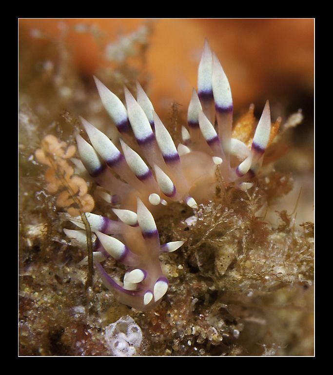 Flabellina exoptata with ribbon by Charles Wright 