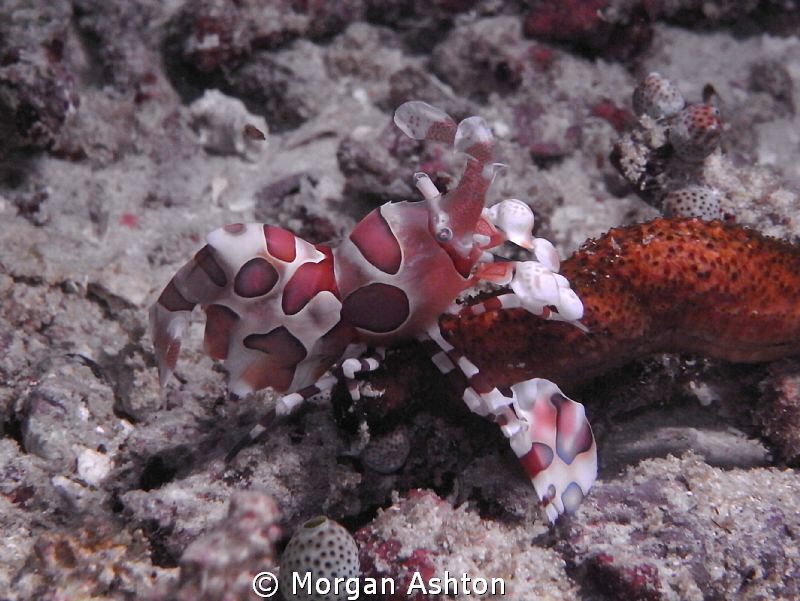 Harlequin Shrimp. Night Dive, Dampier Strait, Raja Ampat.... by Morgan Ashton 